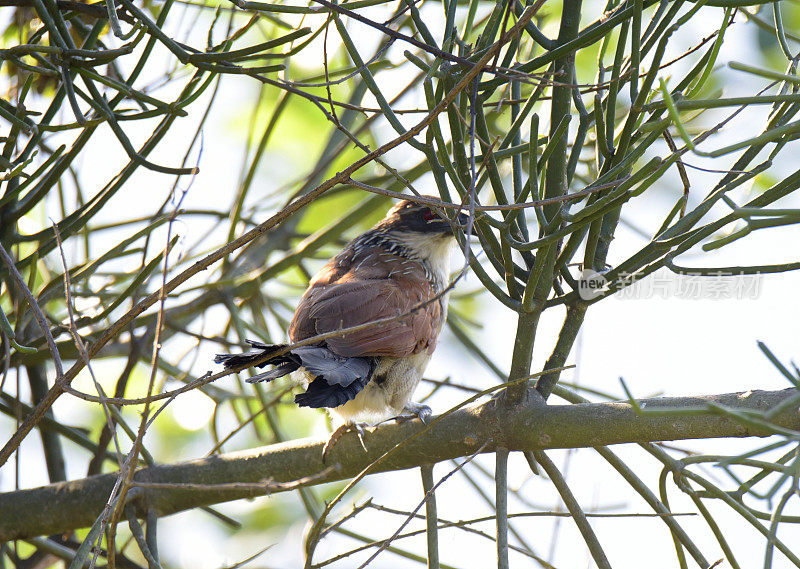 White-browed Coucal